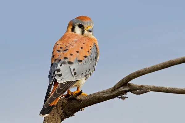 Kestrel americano (Falco sparverius ) — Fotografia de Stock