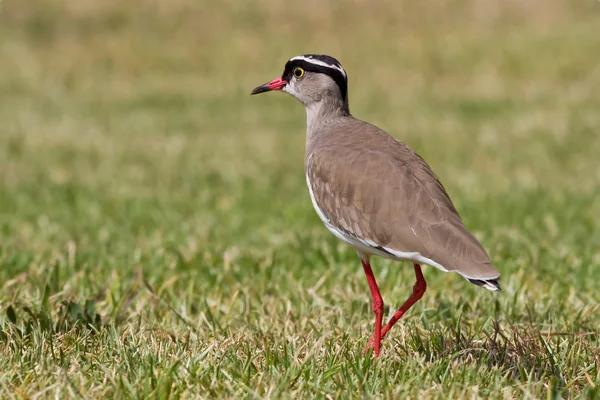 Lapwing incoronato (Vanellus coronatus) — Foto Stock