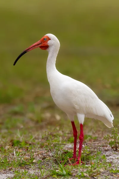 Ibis bílý (eudocimus albus) — Stock fotografie