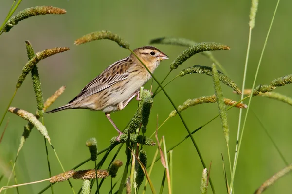 Kobiece Bobolink (dolichonyx oryzivorus) — Zdjęcie stockowe