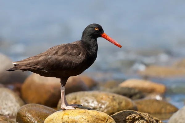 Fekete csigaforgató (Haematopus bachmani) — Stock Fotó