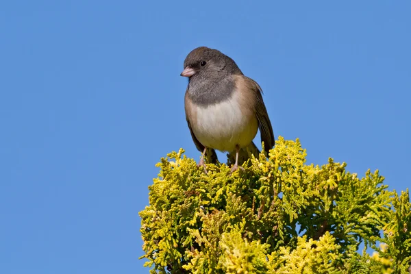 Sötét szemű Junco (Junco hyemalis)) — Stock Fotó