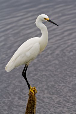 Karlı Akbalıkçıl (egretta thula)