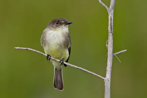 Tyranovec domácí (sayomis phoebe) — Stock fotografie