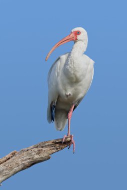 Beyaz Ibis (eudocimus albus)