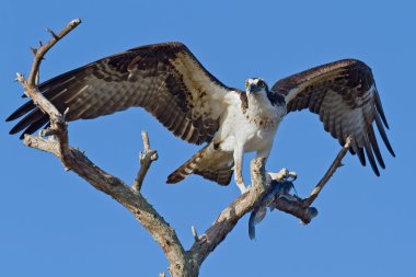 Osprey balık (pandion haliatus)