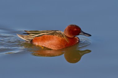 Tarçın deniz mavisi (Anas cyanoptera)