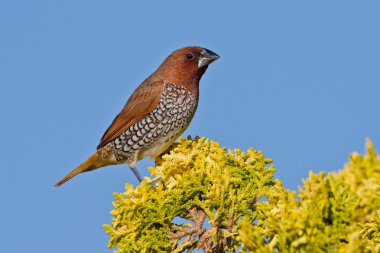 Küçük Hindistan cevizi aydınlatma (lonchura punctulata)