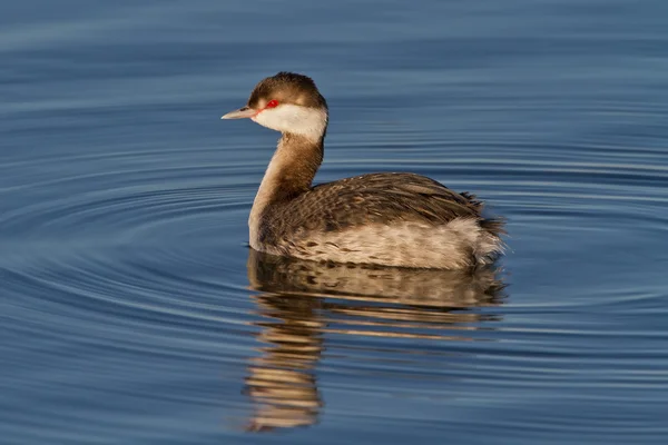 Grebe cornuta (Podiceps auritus ) — Foto Stock