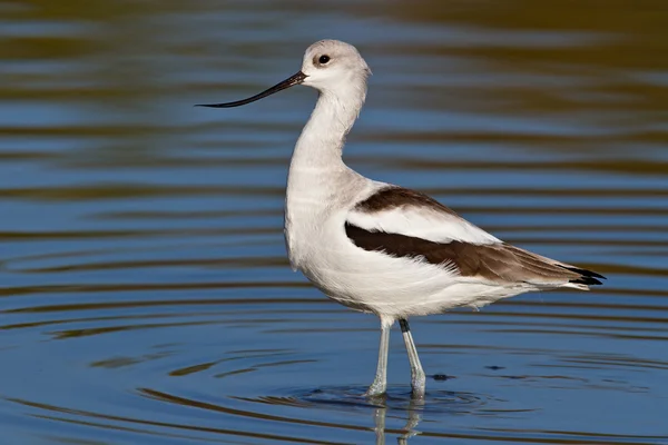 Avocet d'Amérique (recurvirostra americana)) — Photo