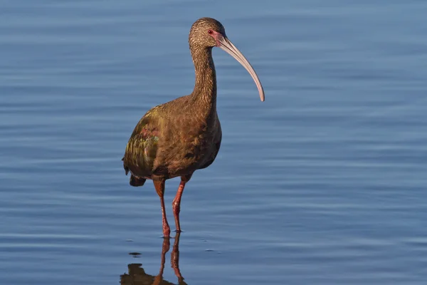 Beyaz yüzlü Ibis (plegadis chihi) — Stok fotoğraf