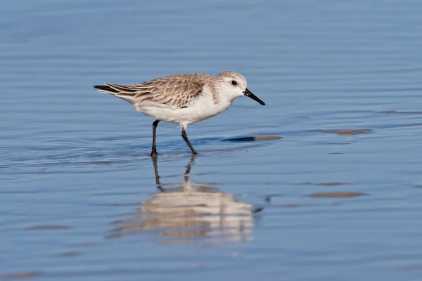 Sanderling (Calidris alba) — Stock Photo, Image