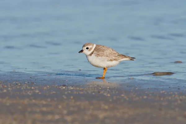 Pfeifenregenpfeifer (charadrius melodus)) lizenzfreie Stockbilder