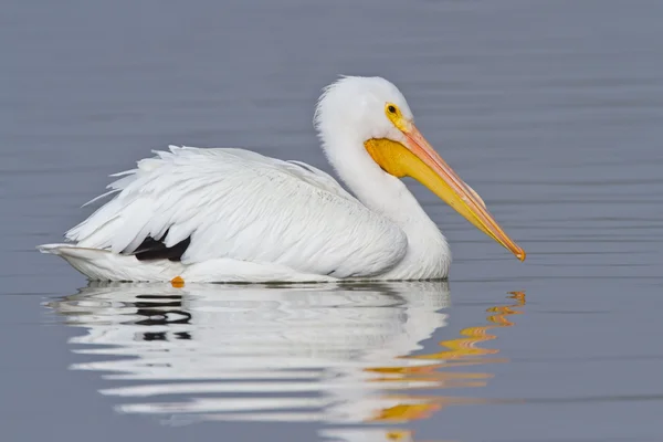 Weißpelikan (pelecanus erythrohynchos)) — Stockfoto