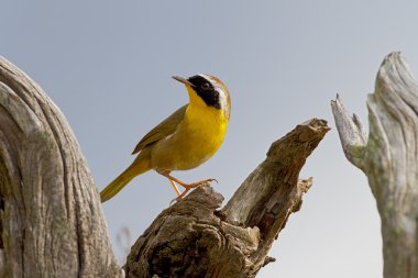 Ortak Yellowthroat (Geothlypis trichas)