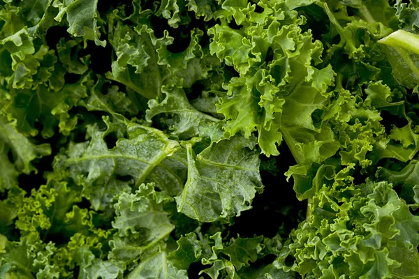 Kale zelení — Stock fotografie