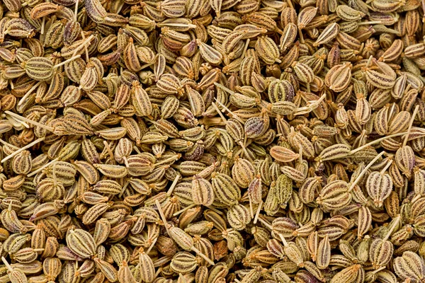 Semillas de Ajwain (Trachyspermum ammi ) —  Fotos de Stock