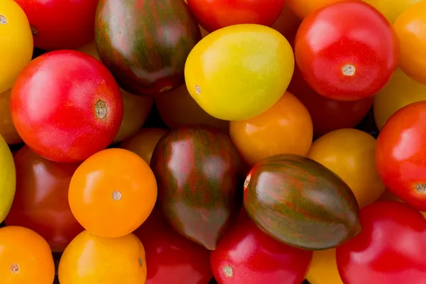 Erfstuk tomaten — Stockfoto