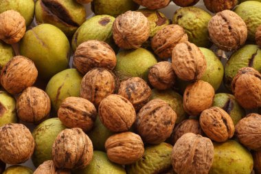 Cevizlere yakın plan taze kabuklu ve yeşil kabuklu fındıklara. Meyve bahçesinden sonbahar hasadı.