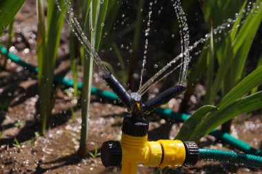3 kollu bahçe fıskiyesi. Sıcak havalarda su fışkırtan bitkiler. 