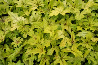 Bahçe dükkanı. Heucherella, son derece popüler, yemyeşil bir bahçe bitkisi. Heucherella ve Tiarella bulmacası. Birçok renk ve yaprak şeklinde meydana gelir..