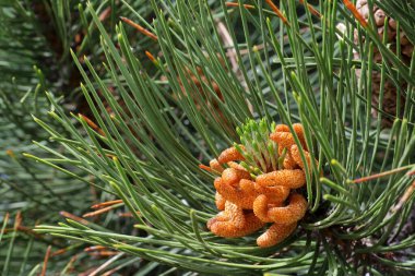 Pinus nigra, Güney Akdeniz Avrupa 'da bulunan bir çam türüdür.