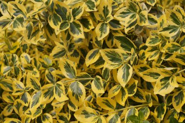 Euonymus fortune - yaygın adları Milli veya Fortune Milli, Kış sürüngeni veya Kış Sürüngeni. Dekoratif kışa dayanıklı bitki.