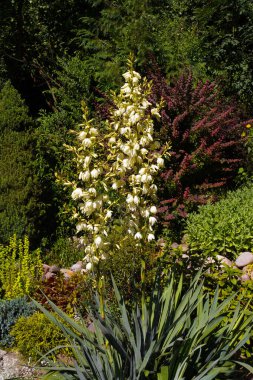 Ön planda gelişmekte olan bir Yucca filamentosa (Adem 'in iğnesi, yaygın yukka, İspanyol süngüsü). Yaz bahçesi.