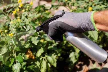 Bitkilere sprey sıkarak sıkmak. Güneşin vurduğu bir sıvı akıntısı.. 