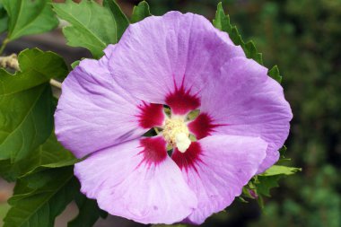 Bahçede. Hibiscus çiçeği, birçok kullanım alanı için bitki. 