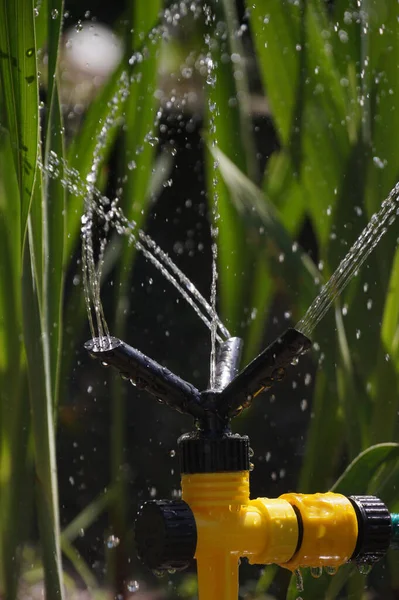 Sprühen Von Pflanzen Bei Heißem Wetter Armiger Gartenregner — Stockfoto