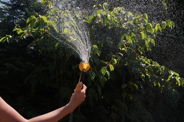 Watering garden crops with a watering gun. A sunlit stream of water.