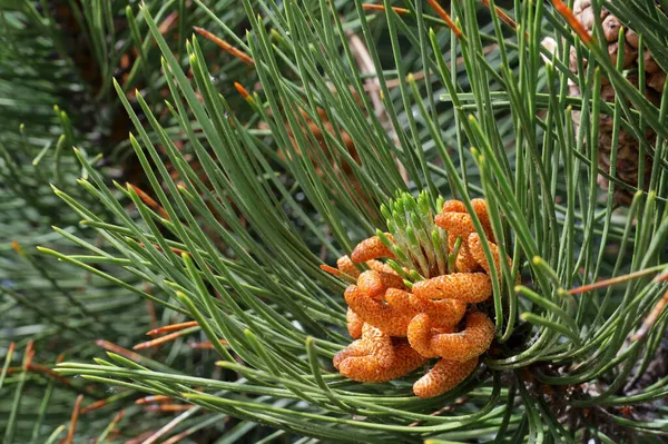 Pinus Nigra Uma Espécie Pinheiro Família Pinaceae — Fotografia de Stock