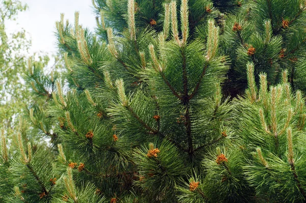 Pinus Nigra Austrian Pine Black Pine Species Pine Found Southern — Stock Photo, Image