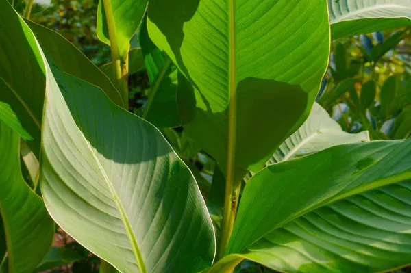 Canna Indica Comunemente Nota Come Colpo Indiano Freccia Africana Canna — Foto Stock