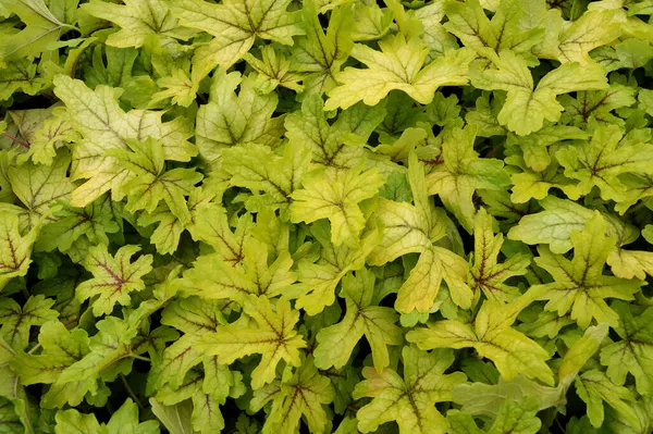 Gartengeschäft Heucherella Eine Äußerst Beliebte Immergrüne Gartenpflanze Heucherella Und Tiarella Stockbild