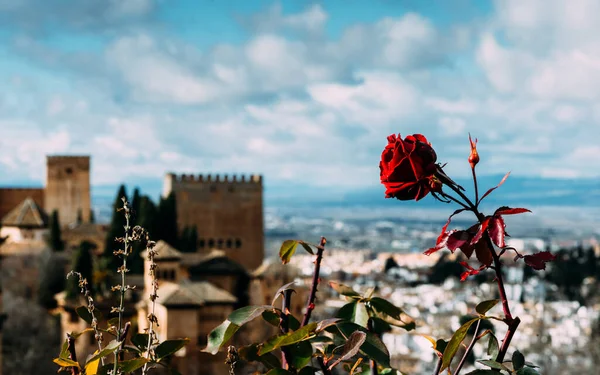 View Alhambra City Granada Andalusia Spain Selective Focus Rose Foreground — Stock Photo, Image