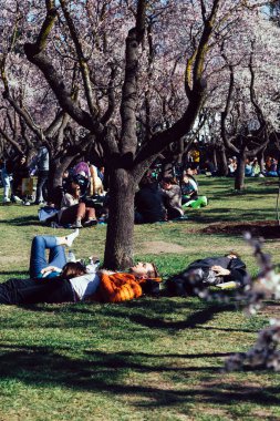 Madrid, İspanya - 20 Şubat 2022: İspanya 'nın Madrid kentindeki La Quinta de los Molinos parkında aileler badem ağaçlarının altında dinleniyor
