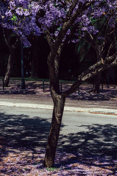 Avenida Flores Jacarandá Roxas Vibrantes Árvores Lisboa Portugal — Fotografia de Stock