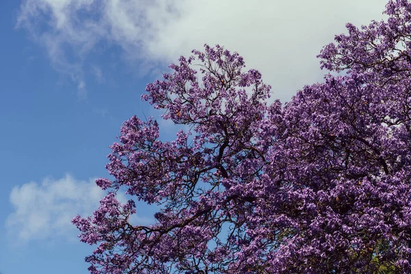 Avenue Vibrant Purple Jacaranda Flowers Trees Lisbon Portugal — Stock Photo, Image