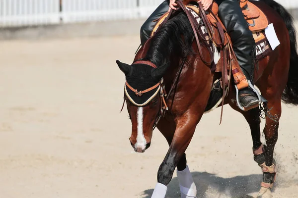Západní Kůň Jezdcem Cválá Dlouhou Otěží — Stock fotografie