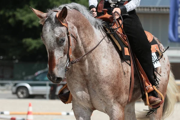 Western Horse Rider Galloping Long Rein — Stock Photo, Image