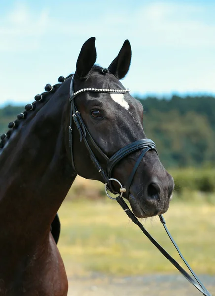 Horse stallion thoroughbred black with bridle in head portraits against a blue sky.