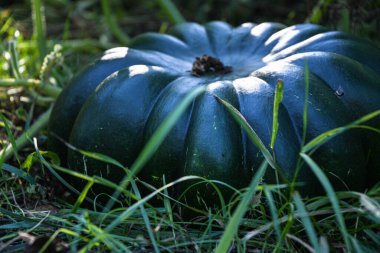Büyük yeşil bir balkabağı bir sonbahar günü bahçede olgunlaşır..
