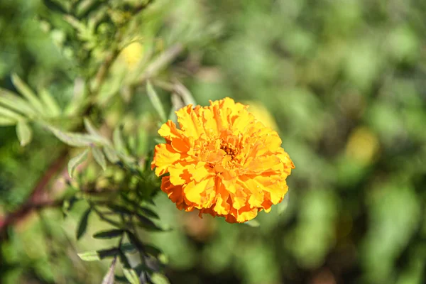 Soleado Amarillo Negro Afeitado Caléndulas Jardín Día Soleado —  Fotos de Stock