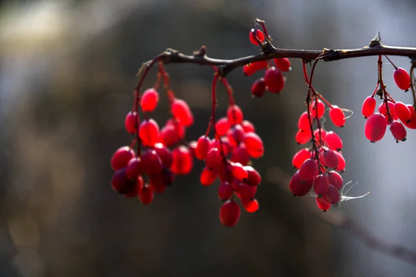 Φθινόπωρο Νοέμβριος Κλάδος Μπάρμπερι Κόκκινα Φρούτα Του Βατόμουρου Λάμπουν Στον — Φωτογραφία Αρχείου