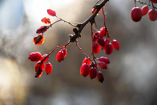 Ősz November Borbolyaág Borbolya Vörös Gyümölcsei Ragyognak Napon Szépség — Stock Fotó