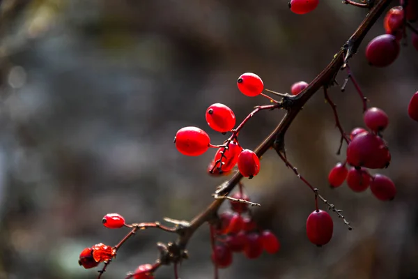 Φθινόπωρο Νοέμβριος Κλάδος Μπάρμπερι Κόκκινα Φρούτα Του Βατόμουρου Λάμπουν Στον — Φωτογραφία Αρχείου