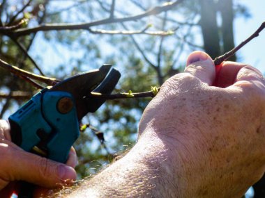 Baharda bahçede çalışan bir adam, meyve ağaçlarının dallarını bahçe makası ile keser..