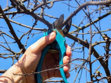 Baharda bahçede çalışan bir adam, meyve ağaçlarının dallarını bahçe makası ile keser..